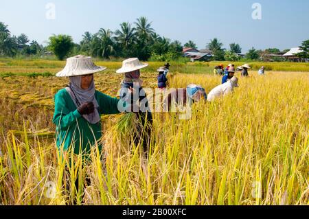 Thailandia: Tai Dam contadini che raccolgono riso, Ban Na Pa Nat Tai Dam Villaggio Culturale, Provincia di Loei. La Diga di Tai o Tai Nero sono un gruppo etnico che si trova in alcune parti del Laos, Vietnam, Cina e Thailandia. I parlanti di Tai Dam in Cina sono classificati come parte della nazionalità dai insieme a quasi tutti gli altri popoli Tai. Ma in Vietnam loro viene data la propria nazionalità (con il Tai Bianco), dove sono classificati come la nazionalità Thái (che significa popolo Tai). La diga di Tai ha origine dalle vicinanze di Dien Bien Phu in Vietnam. Foto Stock