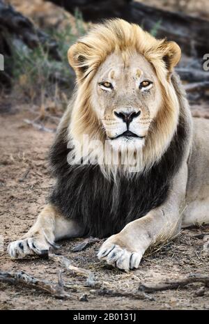 Ritratto maschile nero maned Lion primo piano altamente mirato a contatto visivo con i capelli lunghi. Panthera Leo, Parco Kgalagadi Foto Stock