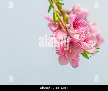 Fiori rosa su sfondo verde. Fiori di primavera sfondo con fiori rosa. Effetto artistico di primo piano. Foto Stock