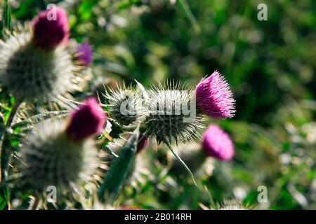 Primo piano sul tradizionale fiore scozzese selvaggio, il thistle, con la sua caratteristica testa viola, girato in una giornata di sole estati Foto Stock