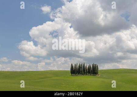 Cerchio di cipressi presso Torrenieri nel cuore della Toscana. Foto Stock