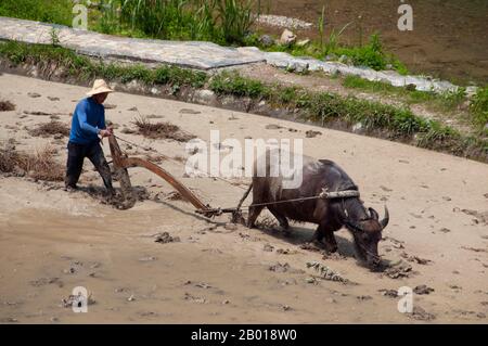 Cina: Agricoltore Miao che arava campi di riso vicino a Langde Shang, a sud-est di Kaili, provincia di Guizhou. I Miao sono un gruppo di persone legate dal punto di vista linguistico e culturale riconosciuto dal governo della Repubblica popolare cinese come uno dei 55 gruppi ufficiali di minoranza. Miao è un termine cinese e non riflette le auto-designazioni dei sottogruppi componenti, che includono (con alcune varianti di ortografia) Hmong, HMU, A HmaO, e Kho (Qho) Xiong. Il Miao vive principalmente nella Cina meridionale, nelle province di Guizhou, Hunan, Yunnan, Sichuan, Guangxi, Hainan, Guangdong e Hubei. Foto Stock