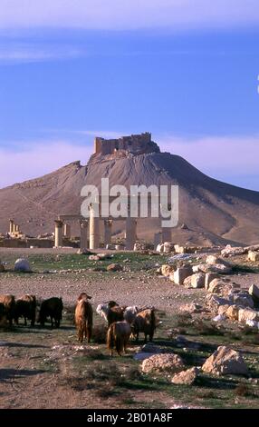 Siria: Castello di Qaat Ibn Maan sopra le rovine di Palmyra. Il castello arabo, Qall’at Ibn Maan (noto anche come Fakhr-al-DIN al-Maani), situato su una collina che domina le rovine è stato costruito dai Mamluks nel 13th secolo. Palmyra era un'antica città in Siria. Era una città importante nella Siria centrale, situata in un'oasi 215 km a nord-est di Damasco e 180 km a sud-ovest dell'Eufrate a Deir ez-Zor. Era stata a lungo una città carovana vitale per i viaggiatori che attraversavano il deserto siriano ed era conosciuta come la sposa del deserto. Foto Stock