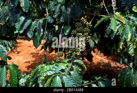 Vietnam: Piantagioni di caffè, Dak Song, vicino a Buon ma Thuot, Highlands centrali. Quattro secoli fa il caffè era tutt'altro che sconosciuto oltre il Corno d'Africa e l'Arabia del Sud, la zona da cui un piccolo albero che porta bacche, noto alla scienza come caffè arabica, ha sorteggiato per la prima volta. Si ritiene che la pianta che gioca un ruolo così importante nella nostra vita di oggi sia indigena nella regione di Kaffa dell'alta Ethipia -- da cui il nome 'caffè' può derivare; altri sostengono che deriva dal suo nome arabo qahwa. Foto Stock