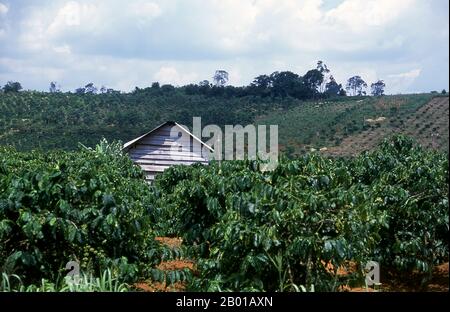 Vietnam: Piantagioni di caffè, Dak Song, vicino a Buon ma Thuot, Highlands centrali. Quattro secoli fa il caffè era tutt'altro che sconosciuto oltre il Corno d'Africa e l'Arabia del Sud, la zona da cui un piccolo albero che porta bacche, noto alla scienza come caffè arabica, ha sorteggiato per la prima volta. Si ritiene che la pianta che gioca un ruolo così importante nella nostra vita di oggi sia indigena nella regione di Kaffa dell'alta Ethipia -- da cui il nome 'caffè' può derivare; altri sostengono che deriva dal suo nome arabo qahwa. Foto Stock