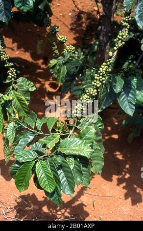 Vietnam: Piantagioni di caffè, Dak Song, vicino a Buon ma Thuot, Highlands centrali. Quattro secoli fa il caffè era tutt'altro che sconosciuto oltre il Corno d'Africa e l'Arabia del Sud, la zona da cui un piccolo albero che porta bacche, noto alla scienza come caffè arabica, ha sorteggiato per la prima volta. Si ritiene che la pianta che gioca un ruolo così importante nella nostra vita di oggi sia indigena nella regione di Kaffa dell'alta Ethipia -- da cui il nome 'caffè' può derivare; altri sostengono che deriva dal suo nome arabo qahwa. Foto Stock