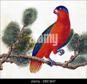 Indonesia/Cina: Lory con pannolino viola. Acquerello dipinto da un album di gouache di vari uccelli cinesi e indonesiani, 19th ° secolo. Il lorio con la pannola (Lorius domicella) è una specie di pappagallo endemico delle isole indonesiane di Seram, Ambom, Haruku e Saparua. La sua popolarità con il commercio di uccelli cage-bird ha portato ad essere considerata una specie in pericolo. Foto Stock