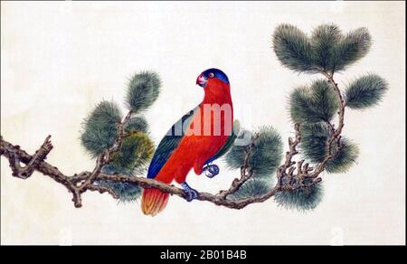 Indonesia/Cina: Lory con pannolino viola. Acquerello dipinto da un album di gouache di vari uccelli cinesi e indonesiani, 19th ° secolo. Il lorio con la pannola (Lorius domicella) è una specie di pappagallo endemico delle isole indonesiane di Seram, Ambom, Haruku e Saparua. La sua popolarità con il commercio di uccelli cage-bird ha portato ad essere considerata una specie in pericolo. Foto Stock