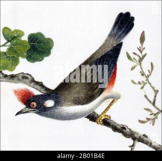 Cina: Bulbul di whisky rosso. Acquerello dipinto da un album gouache di vari uccelli cinesi, 19th ° secolo. Il bulbul rosso (Pycnonotus jocosus), o bulbul crestato, è un uccello passerino e fruttivoro che si trova in tutta l'Asia tropicale. Da allora è stato introdotto in altre aree tropicali del mondo, come l'Australia, le Hawaii e gli Stati Uniti. Foto Stock