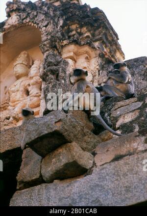 India: Languri grigi (noti anche come languri Hanuman) al tempio di Virupaksha, Hampi, stato di Karnataka. Le langurie grigie o le langurie Hanuman sono le langurie più diffuse dell'Asia meridionale. Il Tempio di Virupaksha (conosciuto anche come Tempio di Pampapathi) è il principale centro di pellegrinaggio di Hampi. E' completamente intatto tra le rovine circostanti ed è ancora utilizzato nel culto. Il tempio è dedicato al Signore Shiva, qui conosciuto come Virupaksha, come la consorte della dea locale Pampa, associata al fiume Tungabhadra. Foto Stock