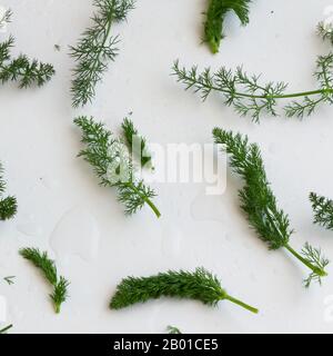 Fondo alle erbe di finocchio. Verde sano di stagionatura Foto Stock