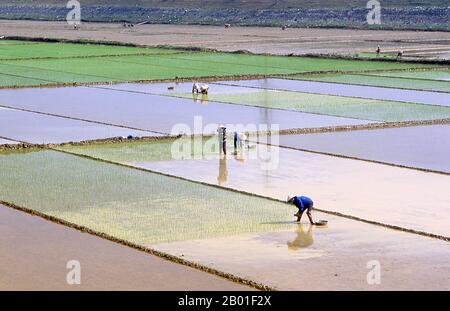 Vietnam: Lavorando nei campi di riso, provincia di Ninh Binh, Vietnam del nord. Il Vietnam del Nord, l'area centrata sul Delta del Fiume Rosso con la sua capitale ad Hanoi, si estende dalla frontiera cinese a nord al Fiume ma nella provincia di Thanh Hoa a sud. Ad ovest, il Truong Son o le Long Mountains e la frontiera del Laos formano il confine; ad est si trova Vinh Bac Bo, il Golfo del Nord. In tempi precedenti gli europei sono generalmente chiamati Tonkin settentrionale del Vietnam, un termine che deriva da un nome del 17th° secolo per Hanoi derivato dal cinese Dong Kinh, o “capitale orientale”. Foto Stock