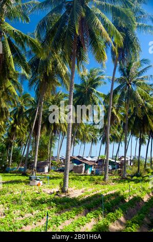 Thailandia: Palme da cocco e campo vegetale, Hat Wa Kaw, provincia di Prachuap Khiri Khan. La palma da cocco, o Cocos nucifera, è apprezzata non solo per la sua bellezza, ma anche come un redditizio raccolto di denaro. Coltivato in tutti i mari del sud e nelle regioni dell'Oceano Indiano, fornisce cibo, bevande, riparo, trasporto, carburante, medicine e persino vestiti per milioni di persone. La palma da cocco vive per circa 60 anni e produce circa 70-80 noci all'anno. Gli alberi sono talvolta alti 40-50 metri (130-160 piedi). Foto Stock