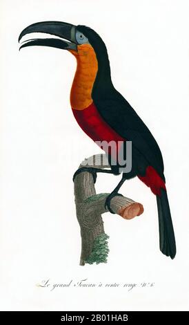 America meridionale e centrale: Toucan a becco verde. Dipinto da "storia naturale degli uccelli del paradiso e dei rulli, dei tucani e del barbo" di Jacques Barraband (1767-1809), 1806. Il tucano dal becco verde, noto anche come tucano dal petto rosso, è un uccello quasi passerino della famiglia dei tucani, che si trova in Brasile, Bolivia, Paraguay e Argentina. Il toucan è un colorato e gregario uccello della foresta trovato dal Messico all'Argentina, noto per la sua enorme e colorata banconota. In America centrale e meridionale, il Toucan è associato agli spiriti maligni, e può essere l'incarnazione di un demone. Foto Stock