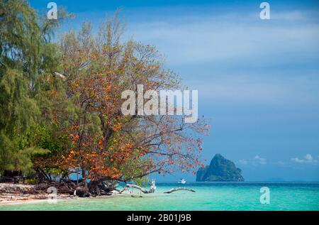 Thailandia: Ko Kradan e isola al largo, provincia di Trang. Ko Kradan si trova a 13 km (8 miglia) a sud del molo Pak Meng di Trang ed è solo una delle perle del Mare delle Andamane che si trovano al largo della costa sud-occidentale di Trang. La provincia di Trang dipendeva dall'estrazione dello stagno fino a quando le prime piantine di gomma furono portate in Thailandia intorno al 1901 - parte di un lungo viaggio dal Sud America attraverso i vicini stati malesi. La gomma, l'olio di palma e la pesca sono i pilastri dell'economia della provincia. Il turismo sta avendo un impatto crescente poiché la costa di Anadaman e le isole di Trang sono sempre più sviluppate e diffuse. Foto Stock