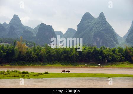 Cina: Cavalli su una piccola isola del fiume li a Yangshuo, vicino a Guilin, provincia del Guangxi. Yangshuo è giustamente famosa per il suo paesaggio drammatico. Si trova sulla riva occidentale del fiume li (Lijiang) ed è a soli 60 km a valle di Guilin. Negli ultimi anni è diventata una destinazione popolare tra i turisti pur mantenendo la sua atmosfera da piccola città fluviale. Il nome Guilin significa «Cassia Woods» e prende il nome dai fiori di osmanto (cassia) che fioriscono durante il periodo autunnale. Guilin è la scena dei paesaggi più famosi della Cina, ispirando migliaia di dipinti nel corso di molti secoli. Foto Stock