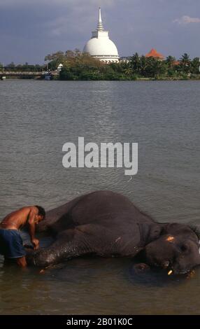 Sri Lanka: Fare il bagno di un elefante nel fiume Kalu Ganga con il Gangatilaka Vihara (tempio) sullo sfondo, Kalutara. L'elefante asiatico o asiatico (Elephas maximus) è l'unica specie vivente del genere Elephas ed è distribuito in tutto il subcontinente e nel sud-est asiatico dall'India ad ovest al Borneo ad est. Gli elefanti asiatici sono i più grandi animali terrestri viventi in Asia. L'elefante dello Sri Lanka (Elephas maximus maximus) è una delle tre sottospecie riconosciute dell'elefante asiatico e originaria dello Sri Lanka. Ci sono circa 6.000 elefanti selvatici che vivono in Sri Lanka. Foto Stock