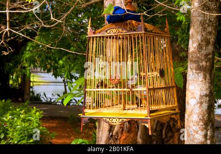 Thailandia: Birdcage, Kaphang Surin Lake, Trang Town, Trang Province, Thailandia meridionale. Trang è stato un centro commerciale almeno dal i secolo d.C. Crebbe fino alla prosperità tra il VII e il XIII secolo durante il periodo Srivijaya e rimane oggi un'importante città commerciale. Gomma, olio di palma e pesca sono i pilastri dell'economia cittadina. Il turismo sta avendo un impatto crescente poiché la costa delle Andamane e le isole di Trang sono sempre più sviluppate e diffuse. Foto Stock