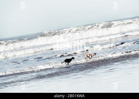 Due cani di Sloughi (levriero arabo) corrono sulla spiaggia dell'Oceano Atlantico a Essaouira, Marocco. Immagine chiave alta con colori silenziati. Foto Stock