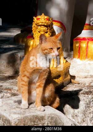 Thailandia: Gatto del Tempio a Wat Buppharam, Chiang mai, Thailandia settentrionale. Wat Buppharam fu originariamente costruito nel 1497. Nel 1797 Chao (principe) Kawila, un discendente della dinastia Tipchak, iniziò la sua cirambulazione rituale di Chiang mai da questo punto. Questo rituale fu richiesto per rioccupare formalmente la città dopo due secoli di dominazione birmana. Chiang mai è spesso chiamata la «Rosa del Nord» della Thailandia ed è la seconda città del paese e una popolare destinazione turistica grazie soprattutto al suo paesaggio montuoso, alle variopinte tribù di colline etniche e ai loro oggetti di artigianato. Foto Stock