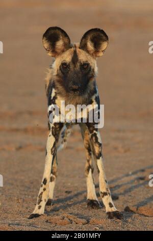 Painted Wild Dogs a giocare intorno al waterhole. Foto Stock