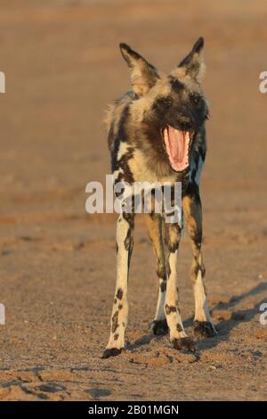 Painted Wild Dogs a giocare intorno al waterhole. Foto Stock