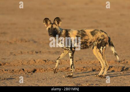 Painted Wild Dogs a giocare intorno al waterhole. Foto Stock