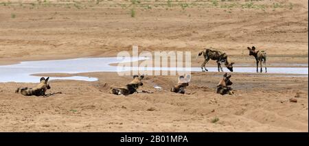 Painted Wild Dogs a giocare intorno al waterhole. Foto Stock