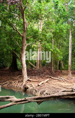 Thailandia: Una delle tante piscine color smeraldo del parco, rispetto al Bokkharani National Park, provincia di Krabi. Il Parco Nazionale di Than Bokkharani si trova nella provincia di Krabi a circa 45 chilometri (28 miglia) a nord-ovest della città di Krabi. Il parco copre un'area di 121 chilometri quadrati (47 miglia quadrate) ed è caratterizzato da una serie di affioramenti calcarei, foreste pluviali sempreverdi, foreste di mangrovie, torbiere e molte isole. Ci sono anche numerose grotte e complessi rupestri con alcune spettacolari stalagmiti e stalattiti. Il Bokkharani è incentrato su due famose grotte, Tham Lot e Tham Phi Hua. Foto Stock