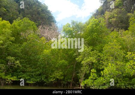 Thailandia: Mangrovie, Than Bokkharani National Park, provincia di Krabi. Il Parco Nazionale di Than Bokkharani si trova nella provincia di Krabi a circa 45 chilometri (28 miglia) a nord-ovest della città di Krabi. Il parco copre un'area di 121 chilometri quadrati (47 miglia quadrate) ed è caratterizzato da una serie di affioramenti calcarei, foreste pluviali sempreverdi, foreste di mangrovie, torbiere e molte isole. Ci sono anche numerose grotte e complessi rupestri con alcune spettacolari stalagmiti e stalattiti. Il Bokkharani è incentrato su due famose grotte, Tham Lot e Tham Phi Hua. Foto Stock