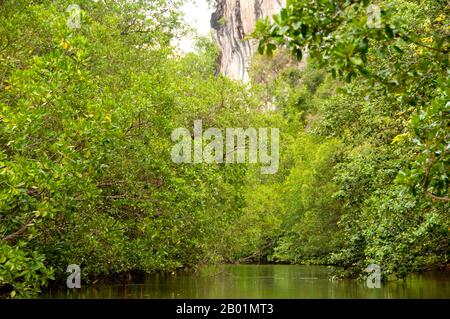 Thailandia: Mangrovie, Than Bokkharani National Park, provincia di Krabi. Il Parco Nazionale di Than Bokkharani si trova nella provincia di Krabi a circa 45 chilometri (28 miglia) a nord-ovest della città di Krabi. Il parco copre un'area di 121 chilometri quadrati (47 miglia quadrate) ed è caratterizzato da una serie di affioramenti calcarei, foreste pluviali sempreverdi, foreste di mangrovie, torbiere e molte isole. Ci sono anche numerose grotte e complessi rupestri con alcune spettacolari stalagmiti e stalattiti. Il Bokkharani è incentrato su due famose grotte, Tham Lot e Tham Phi Hua. Foto Stock