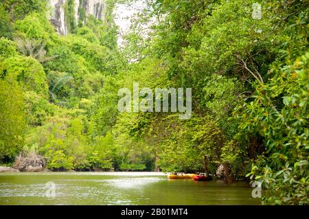 Thailandia: Kayak nelle mangrovie, oltre al parco nazionale di Bokkharani, provincia di Krabi. Il Parco Nazionale di Than Bokkharani si trova nella provincia di Krabi a circa 45 chilometri (28 miglia) a nord-ovest della città di Krabi. Il parco copre un'area di 121 chilometri quadrati (47 miglia quadrate) ed è caratterizzato da una serie di affioramenti calcarei, foreste pluviali sempreverdi, foreste di mangrovie, torbiere e molte isole. Ci sono anche numerose grotte e complessi rupestri con alcune spettacolari stalagmiti e stalattiti. Il Bokkharani è incentrato su due famose grotte, Tham Lot e Tham Phi Hua. Foto Stock