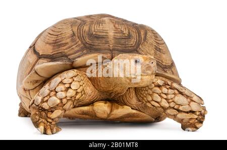 Tartaruga Spronata africana, sulcata di Geochelone, di fronte a sfondo bianco Foto Stock