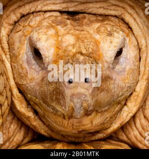 Primo piano di Tartaruga Spronata africana, Geochelone sulcata Foto Stock