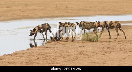 Painted Wild Dogs a giocare intorno al waterhole. Foto Stock