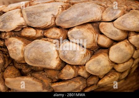 Primo piano di Tartaruga Spronata africana, Geochelone sulcata Foto Stock