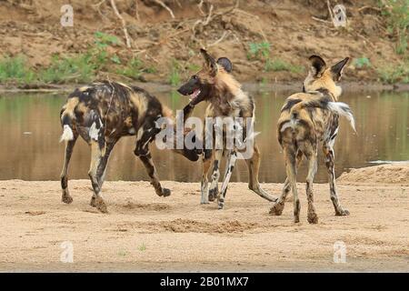 Painted Wild Dogs a giocare intorno al waterhole. Foto Stock