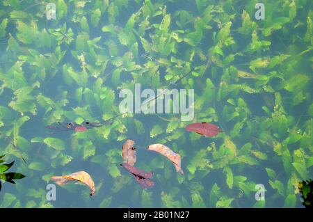 Thailandia: Cryptocoryne (tromba d'acqua) cresce sotto la superficie nella palude e foresta di Tha Pom, sulla costa di Krabi. Tha Pom (il nome completo in thailandese è Pa Phru Tha Pom Khlong Song Nam) è una palude di torba e una foresta che corre principalmente da una piscina chiamata Chong Phra Kaew lungo un corso d'acqua naturale. La gente locale chiama questo canale Khlong Song Nam o "due tipi di canale d'acqua", perché l'acqua dolce limpida si incontra e si fonde con l'acqua di mare con l'alta marea, dando luogo a un ambiente naturale in cui le palme di Lumphi (Eleiodoxa conferta) si incontrano e si mescolano con la foresta di mangrovie. Foto Stock