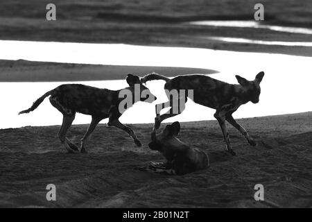 Painted Wild Dogs a giocare intorno al waterhole. Foto Stock