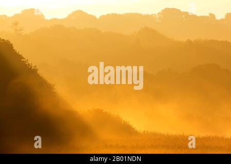 Zona umida a Teifi rivier in Morning Mist, Regno Unito, Galles, Pembrokeshire, Cilgerran Foto Stock