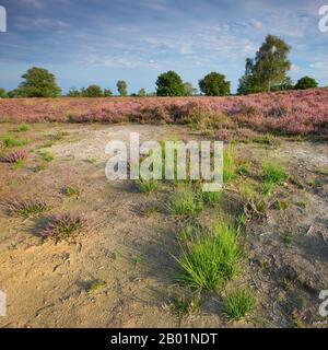 Heather comune, Ling, Heather (Calluna vulgaris), brughiera in fiore nella riserva naturale di Kampina all'alba, Paesi Bassi, Noord-Brabant, Kampina riserva naturale, Kampina Foto Stock