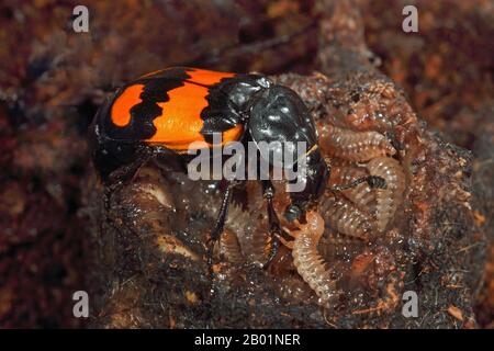 Scarabeo burying (Necrophorus vespilloides, Nicrophorus vespilloides), larvae in kadaver, Germania Foto Stock