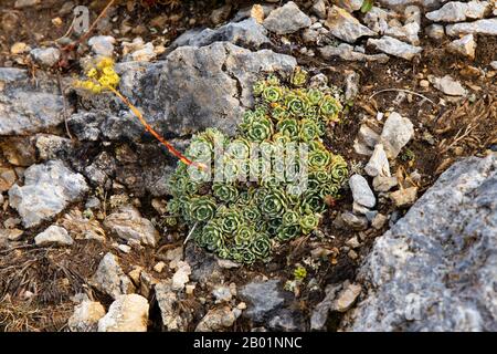 Montagna bianca saxifrage (Saxifraga paniculata), fruttificazione, Germania, Baviera, Monti Karwendel Foto Stock