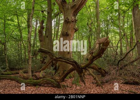 Quercia (Quercus spec.), legno morto di querce nella riserva naturale di hasbruch, Germania, Brema, NSG Hasbruch Foto Stock