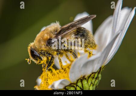 Grandi narcissus volano, Grande bulbo volare, Narcissus bulbo volare (Merodon equestris), raccogliendo polline da un cane margherita fiore, vista laterale, Germania Foto Stock