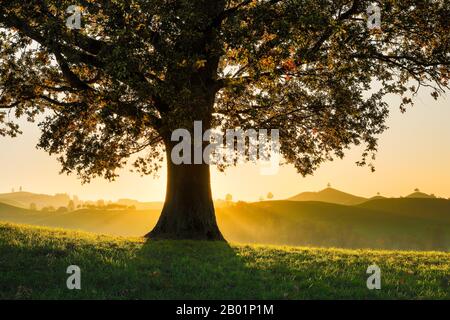 Quercia (Quercus spec.), nel paesaggio dei tamburi del Passo Hirzel al tramonto, Svizzera Foto Stock