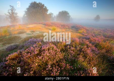 Heather comune, Ling, Heather (Calluna vulgaris), brughiera in fiore nella riserva naturale di Kampina all'alba, Paesi Bassi, Noord-Brabant, Kampina riserva naturale, Kampina Foto Stock