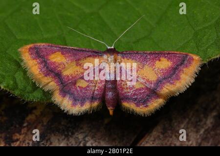 Oro orlato viola (Idaea muricata), si trova su una foglia, Germania Foto Stock