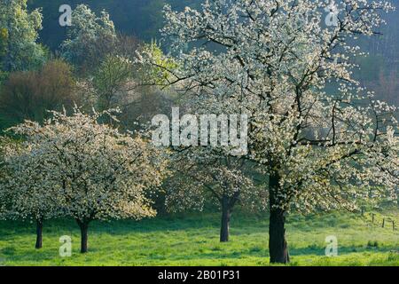 Apple Tree (Malus domestica), albero di mele in fiore su un prato di alberi da frutto, Belgio, Limburgo, Sint-Martens-Voeren, Voerstreek Foto Stock