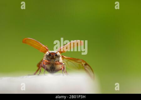 Cockchafer comune, Maybug, Maybeetle (Melolontha melolontha), maschio con ali aperte, Francia, Rosnay Foto Stock